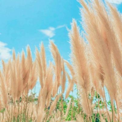 蜀国战记bt版下载